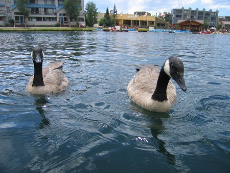Keystone geese