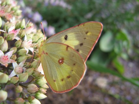 Sulfur butterfly