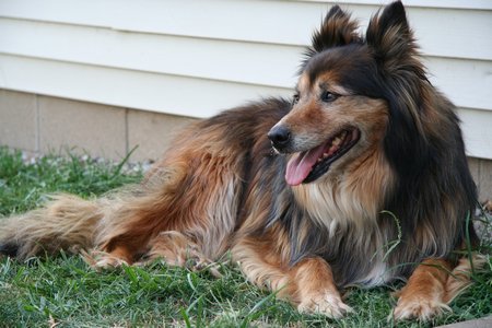 Rusty by the mudroom