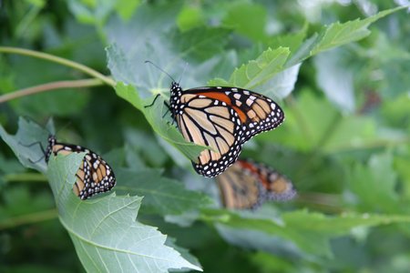 Monarch butterflies