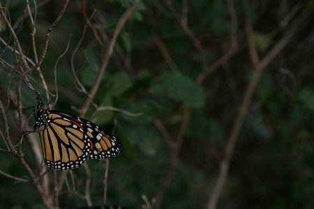 Lonely monarch