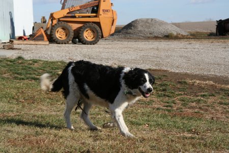 Farm dog