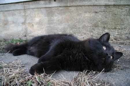 Resting cat