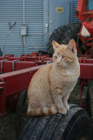 Pondering cat