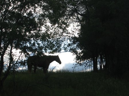 Horse on a hill