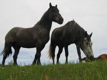 Strong horses