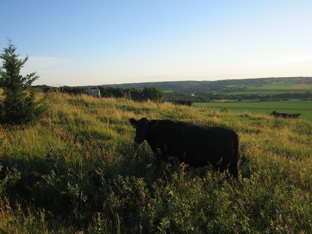 Cattle in pasture