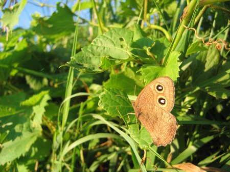Butterfly on a grapevine