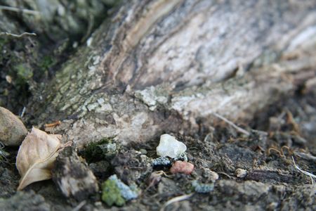 Testing out the focus beneath a tree