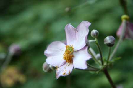 A pink flower, but you could see that already