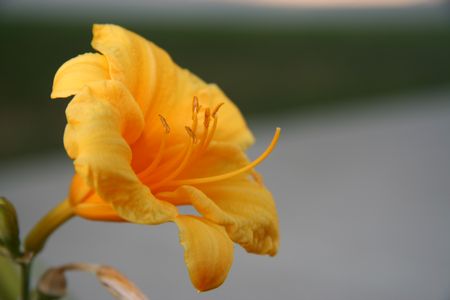 Yellow flower