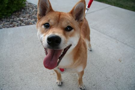 Jasmine, the friendly yapper