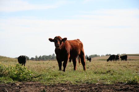 Beef cow lowing