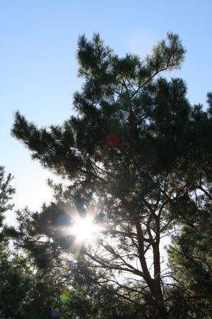 Sun through a coniferous tree