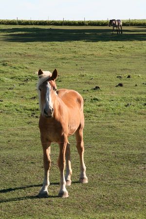 A horse or two