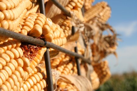 Ear corn scrunched into a bin