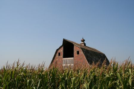 Brick barn seen over corn