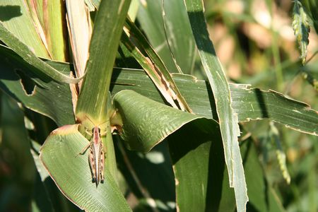 A grasshopper in the field
