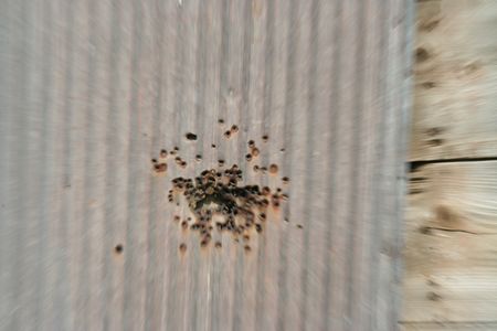 Skirmish with a spare shell