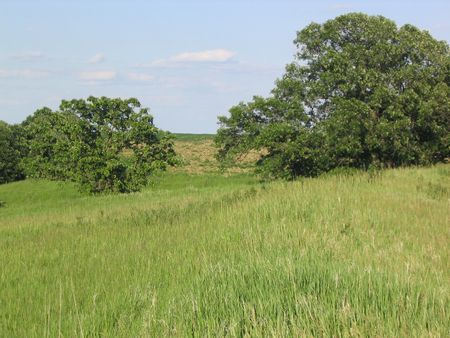 Sky, trees, grass