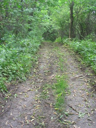 In the forest