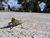 lastdays21.html