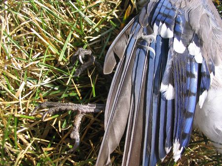 Dead blue jay, detail