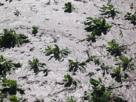 Failed mud skippers