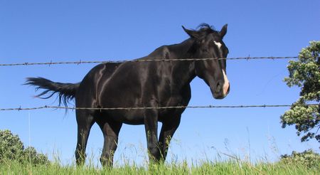 A horse picture