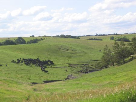A thousand cattle on one hill