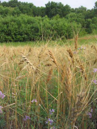 Grain field