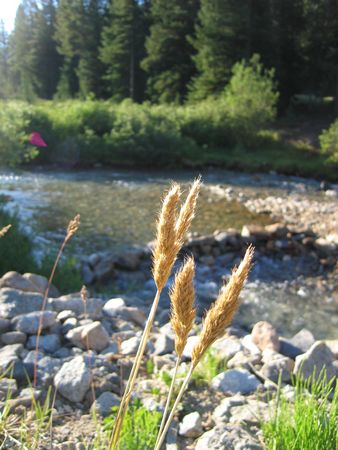 Grass by a clear stream