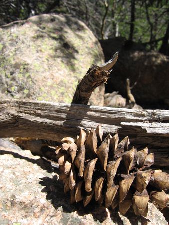 A pine cone