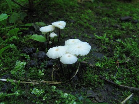 (Mushroom flowers.)