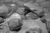 silvers_ii8.html